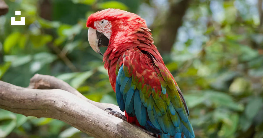 Comment choisir le bon perchoir pour votre oiseau (et pourquoi c'est plus important que vous ne le pensez)