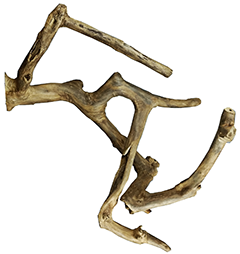 JAVA WOOD MULTI BRANCH