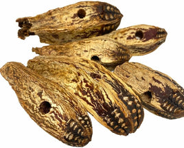 MAHOGANY PODS - DRILLED