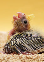 PSITTACUS HAND FEEDING MINI